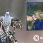 Mongolian Cuckoo's Epic 7500 mile migration