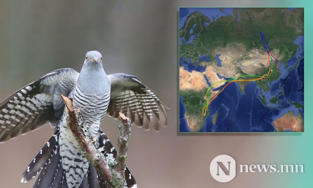 Migration of Mongolian Cuckoo
