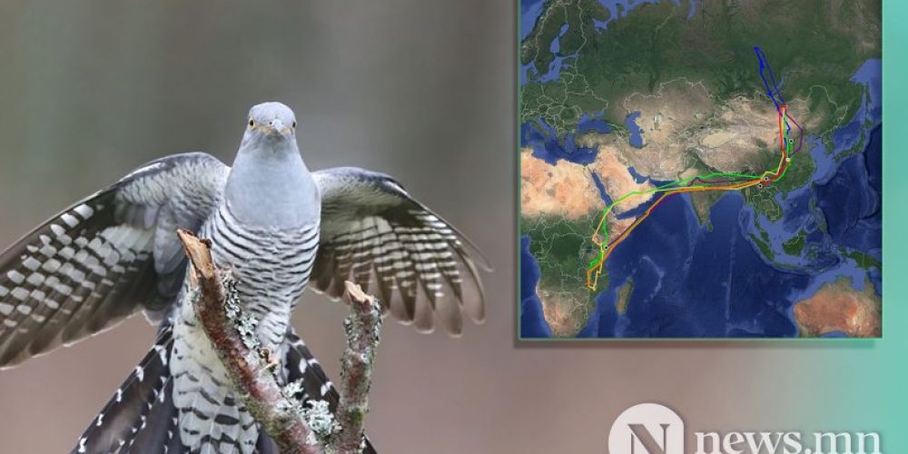 Mongolian Cuckoo’s Epic 7500 mile migration